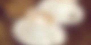 Latte Macchiato – $1.30